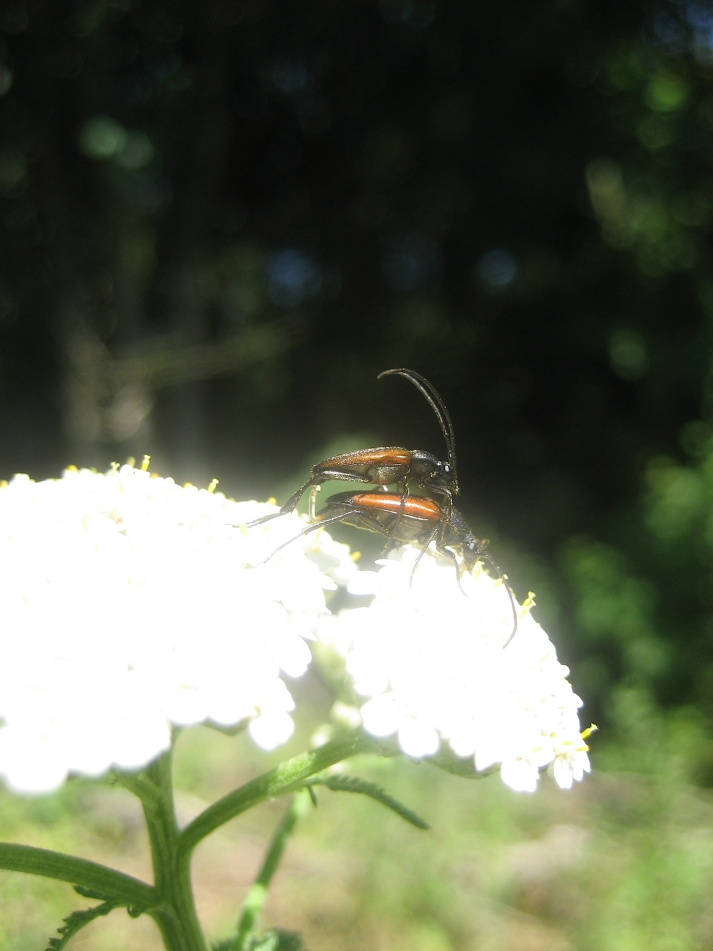 Cerambycidae
